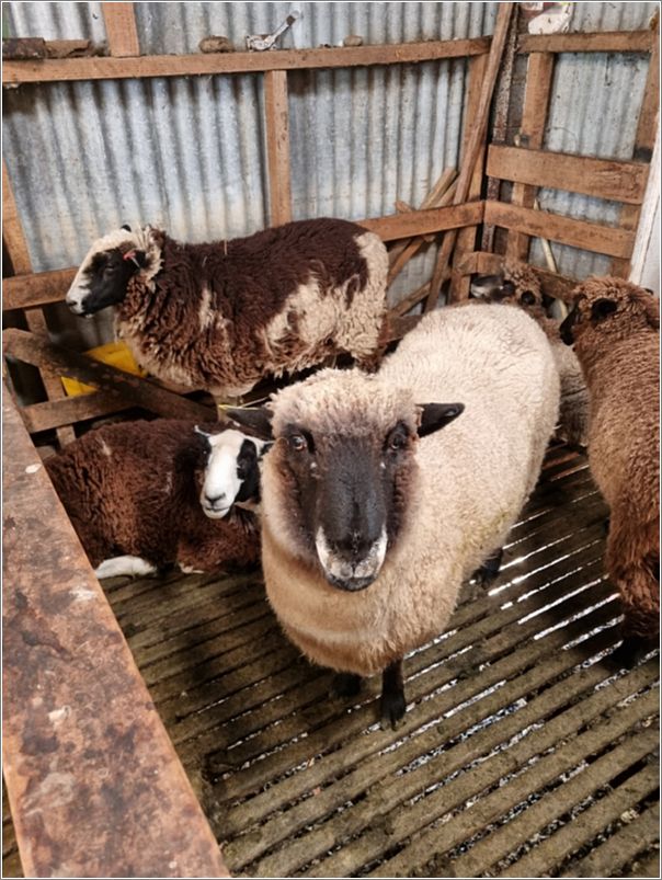 From my wool shed prior to shearing; note their interesting color patterns. Photo: Ian Stewart.